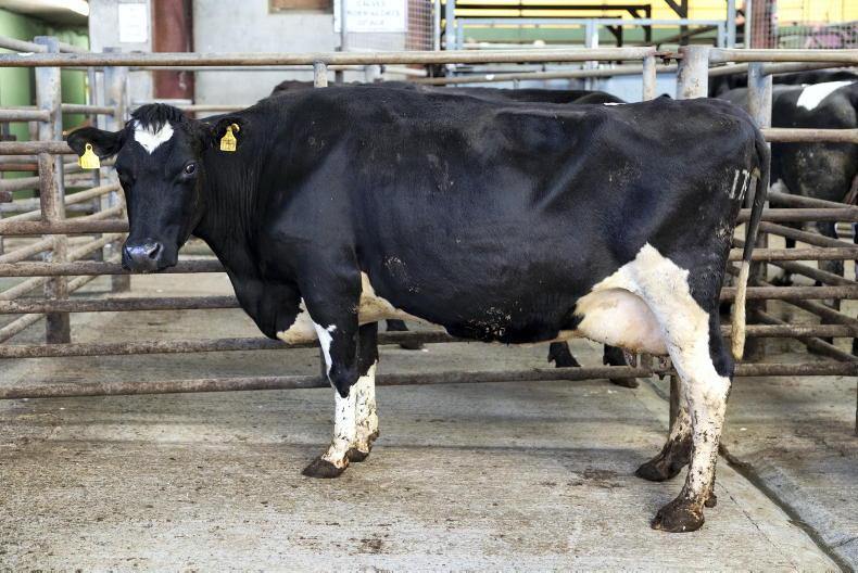 Dairy cow kill on par with 2025 numbers