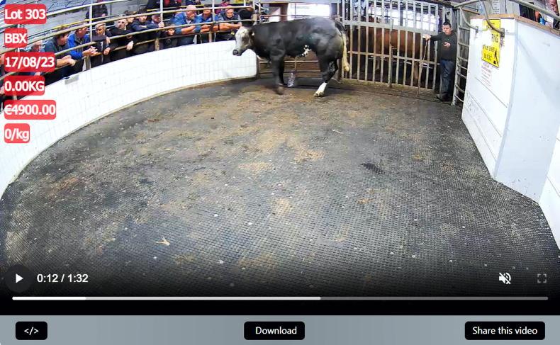 Watch: in-calf heifers top €5,000 in Ballinasloe mart