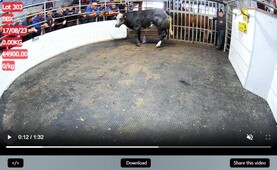 Watch: in-calf heifers top €5,000 in Ballinasloe mart