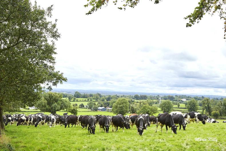 Bellair Estate dairy herd to go for auction