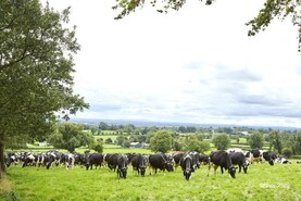 Bellair Estate dairy herd to go for auction