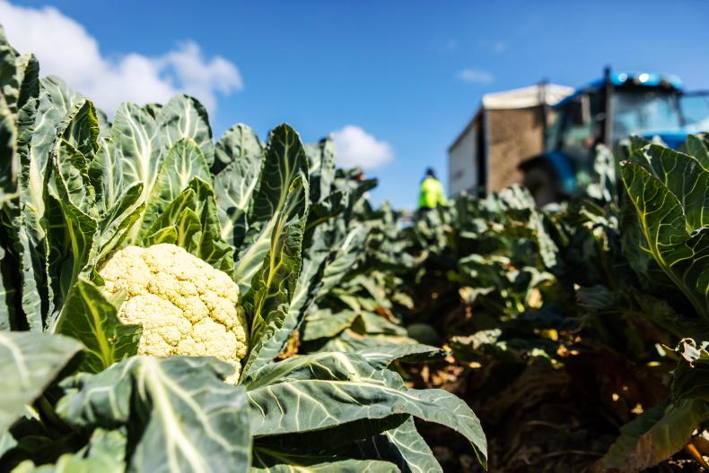 Drought leaves veg growers with losses of up to 40% or high irrigation bills