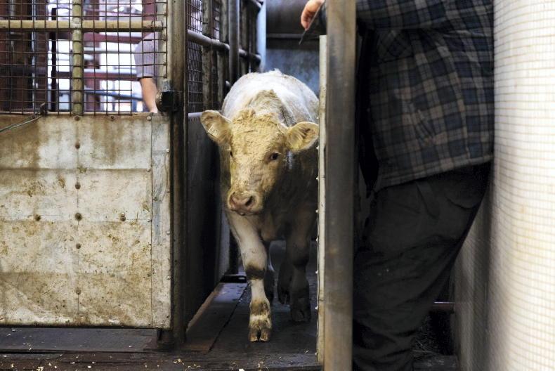 Livestock rate of VAT must be reduced in Budget 2027 - Kenny