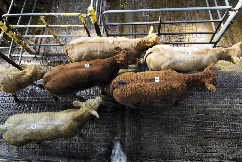 VAT changes: 'small farmer is losing out' ICOS tells Oireachtas
