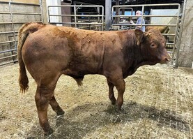 Live exporters active in Carnew as market demands seek all types of weanlings
