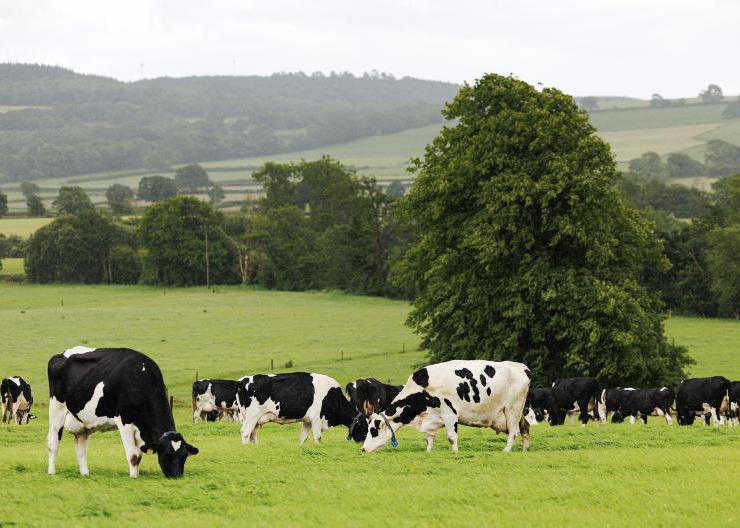 The search for the next Kerrygold in the grass-fed Irish dairy sector