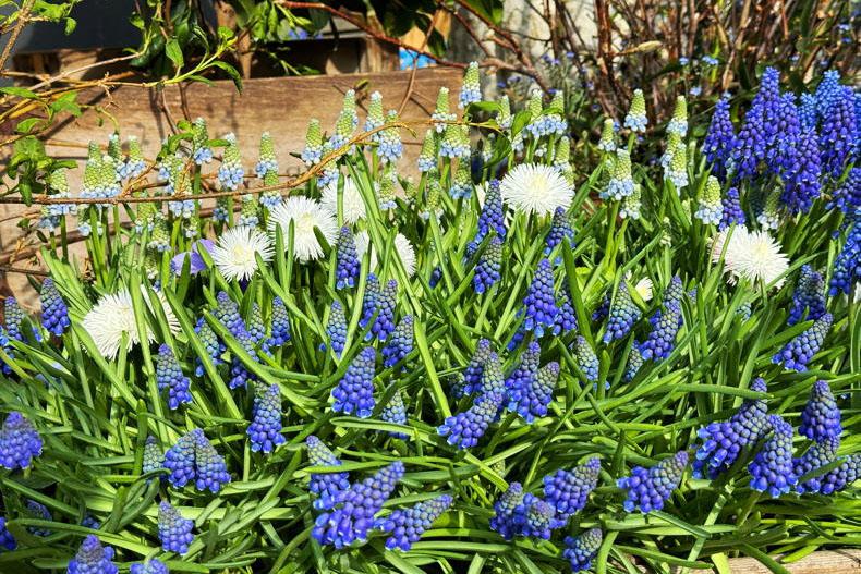 Gardening with Paul: bulbs to plant now for a spring surprise in 2027