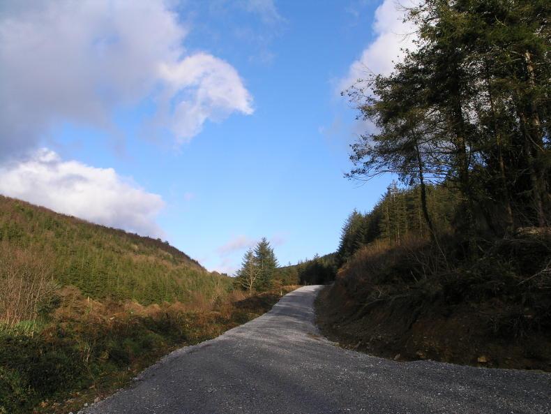 Why higher grants alone may not persuade Irish farmers to plant forestry