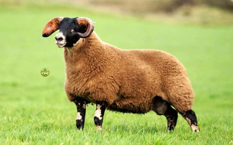 Charlie Gallagher & Sons sets new South of Ireland Lanark sale record of €8,000