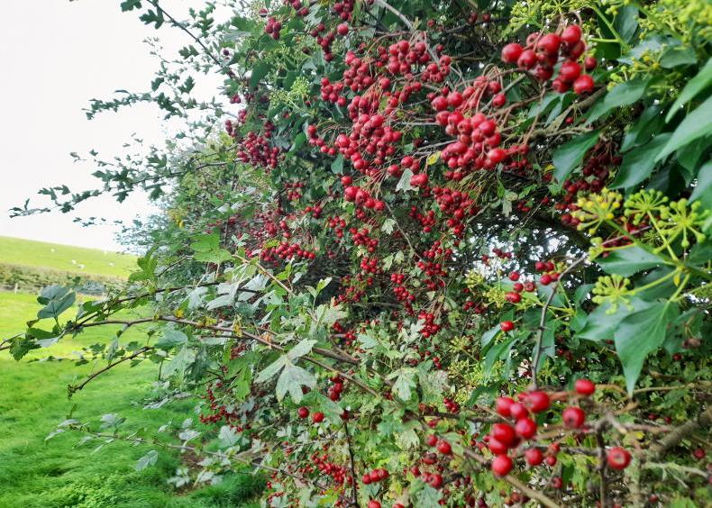 Why our farms look their best in autumn