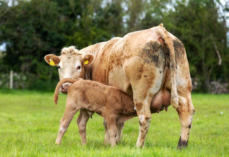 85% of suckler farms hold or increase herd size