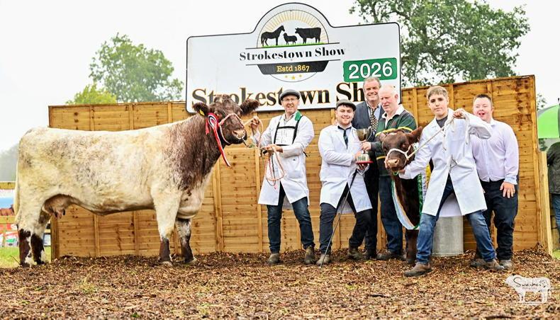 Sligo cow and calf take top Shorthorn honours at Strokestown Show