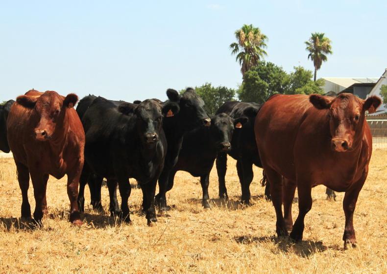 Irish-bred Angus cattle to take centre stage in Portugal