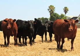 Irish-bred Angus cattle to take centre stage in Portugal