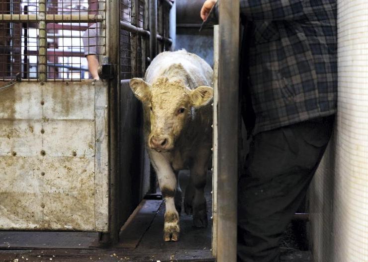 'Flat rate farmers are not disadvantaged', Revenue tells Oireachtas