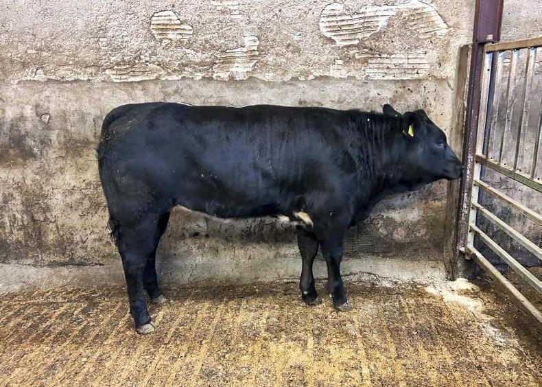 ‘Bullseye Babies’ in demand at Kilrea sale