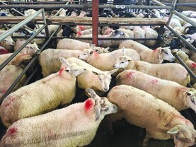 Boost in Dowra for all types of sheep