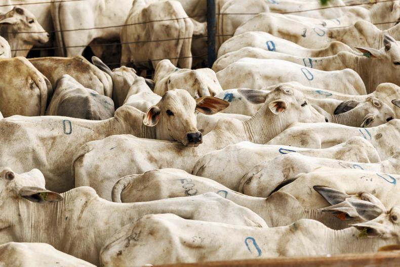 ‘No Brazilian beef for two years’: Commission commits to lengthy ban 