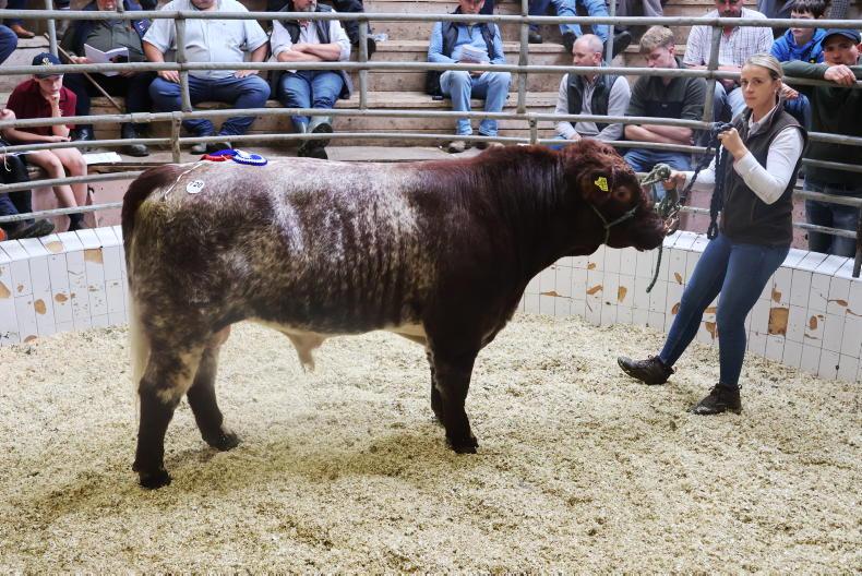 Full clearance for beef Shorthorns in southwest sale