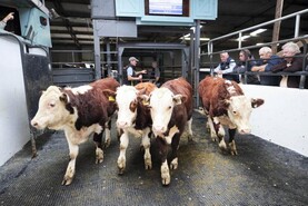 Commercial Hereford sale rounds out busy week for Newport Mart