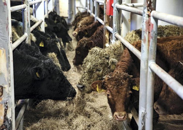 The challenging conditions affecting cattle exports as numbers lag behind 2025