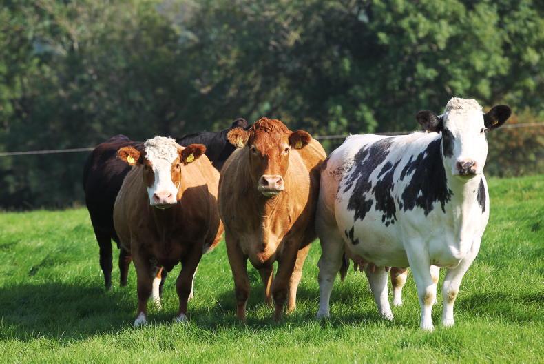 Suckler cow numbers on the rise