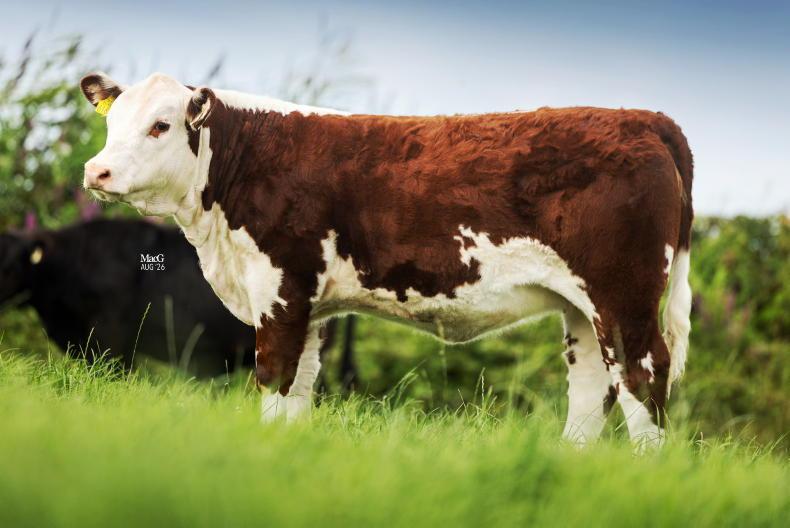 Goulding Hereford calf matches in-calf heifer at €9,400