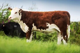 Goulding Hereford calf matches in-calf heifer at €9,400