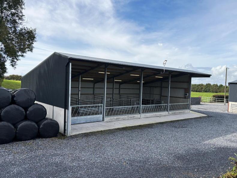 Galway farmer cuts costs by taking DIY approach to new suckler shed