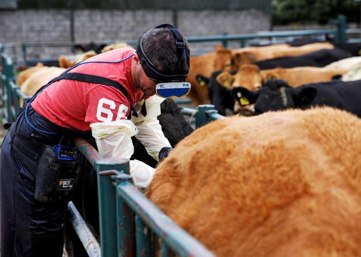 Scanners seeing effects of drought on cow empty rates 