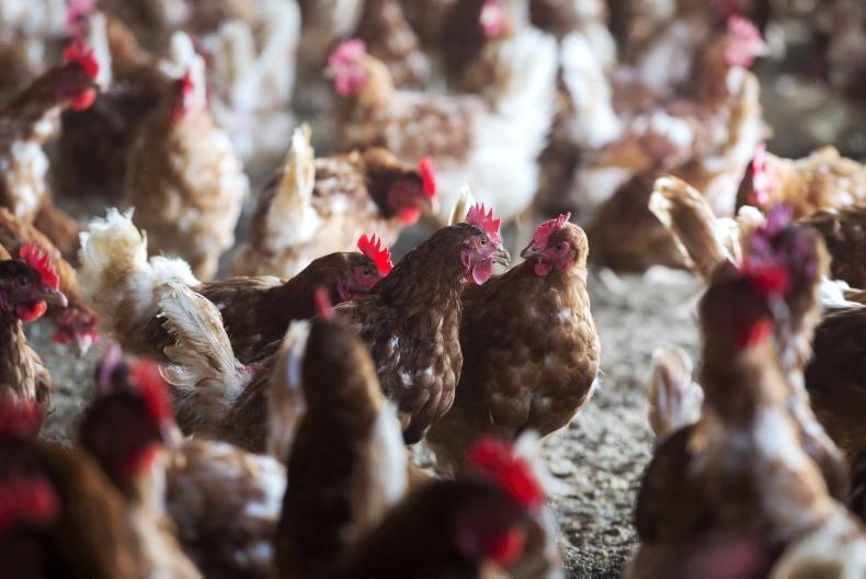 Heat stress is not just a summertime issue, Teagasc poultry conference hears