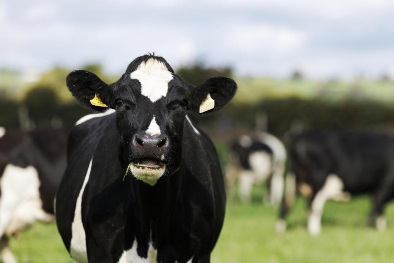National dairy herd up by 32,000 head in one year - CSO
