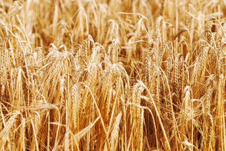 Some malt-barley suppliers to be paid more for feed barley