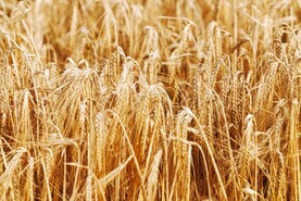Some malt-barley suppliers to be paid more for feed barley