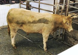 Mid weight store bullocks average €4.65/kg in Ballinasloe