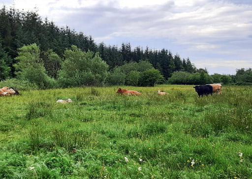 €500m of €1.5bn carbon tax fund used for ACRES
