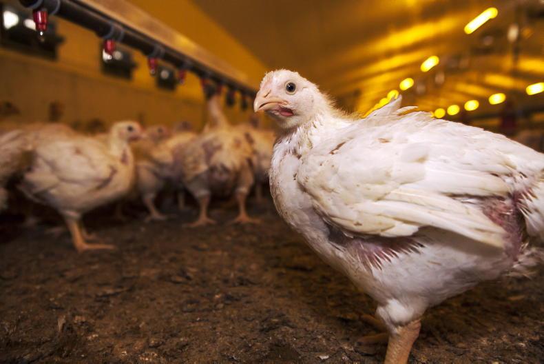 McDonald's picks chicken       