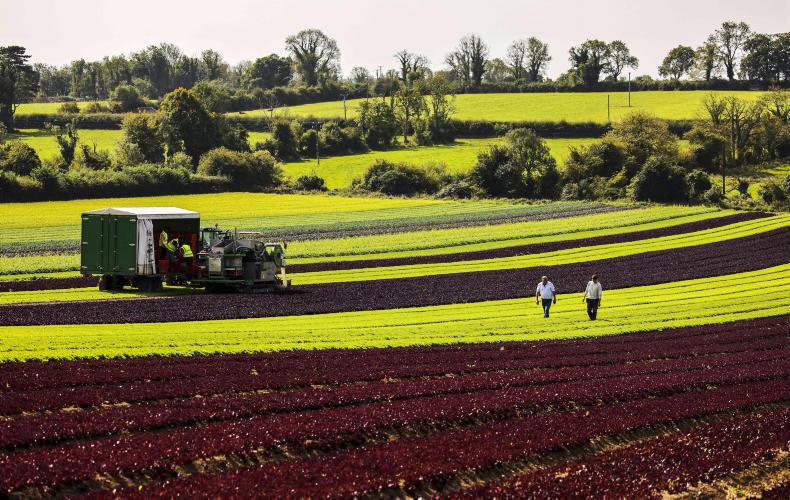 Bord Bia launches HortLink to strengthen Ireland’s horticulture community  