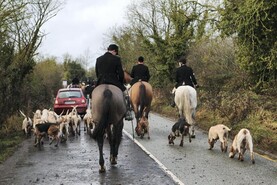 Dog hunting bill is ‘not fit for purpose’