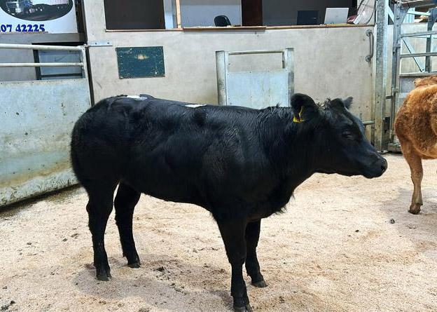 Positive start to suckled calf sales in NI