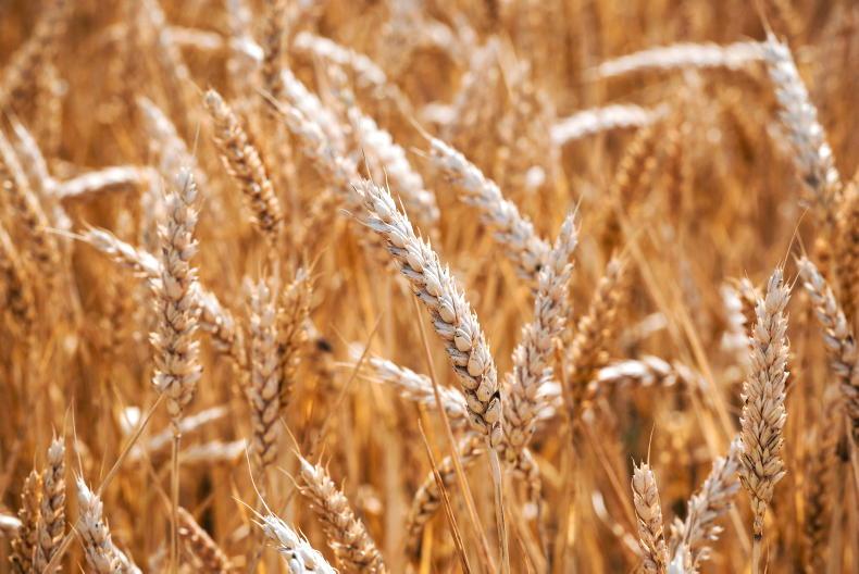 Editorial: increased grain prices still leave tillage farmers struggling