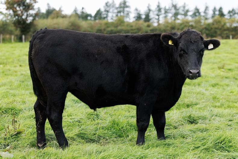 Grass+ Beef: time to start closing paddocks