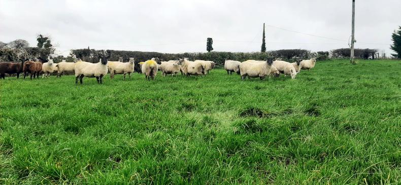 How sheep farmers can make the most of autumn's grass growth recovery
