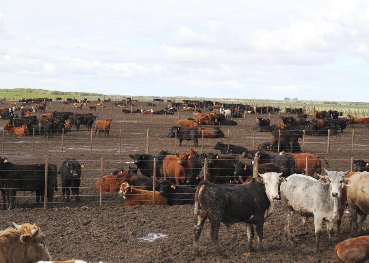 Widespread misuse of antibiotics in Argentinian feedlots