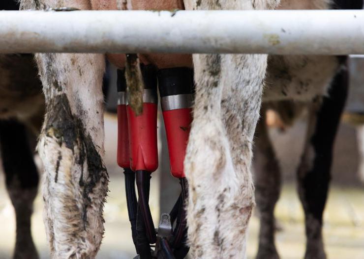 Cash is tight on dairy farms, say banks