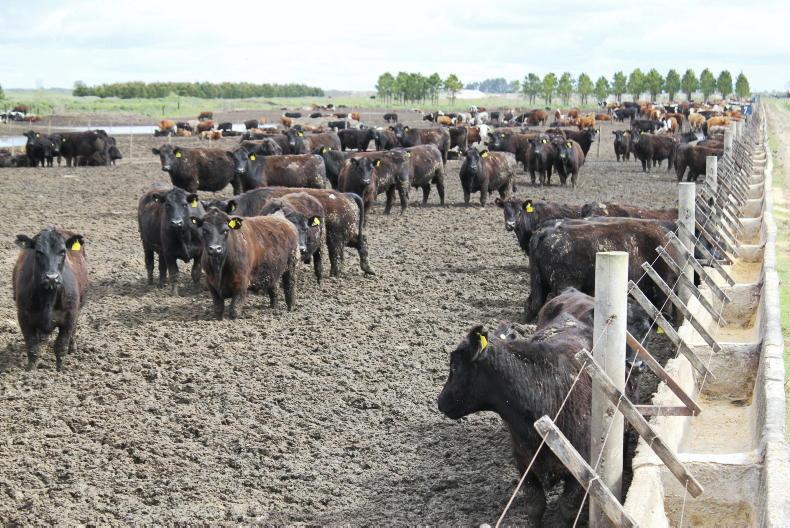 Antibiotic probe moves to Argentina     