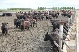 Antibiotic probe moves to Argentina     