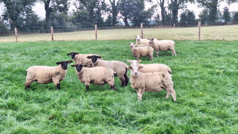 Sheep management: clostridial diseases, meal feeding and marketing lambs