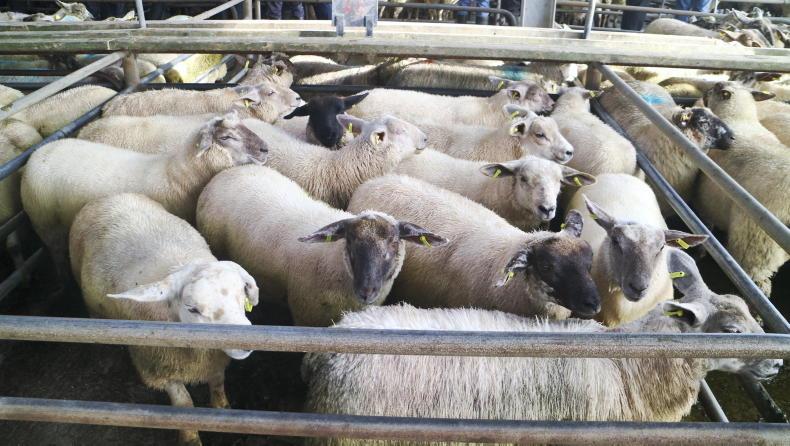 Sheep mart prices: big variation in lamb prices in marts