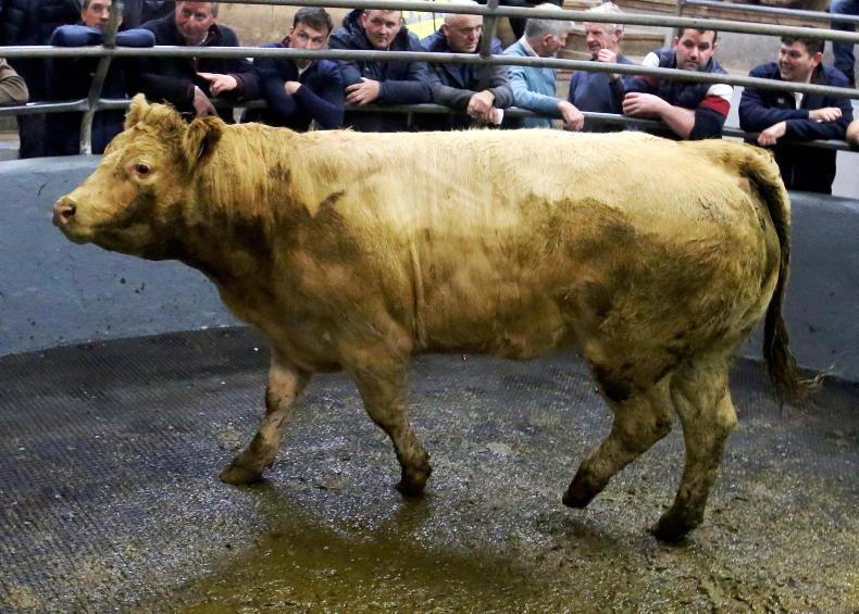 MartBids analysis: gap narrows between marts and factories
